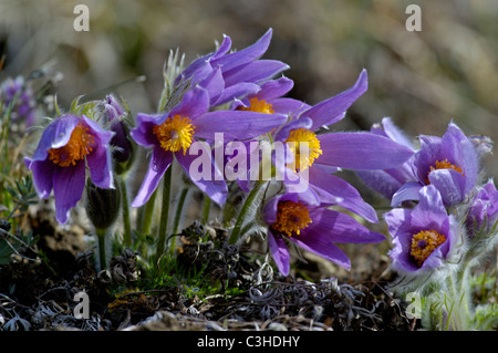 Gemeine Kuechenschelle, Pulsatilla Vulgaris, Gemeinsame Kuhschelle, Ostalbkreis, Baden-Württemberg, Deutschland, Deutschland Stockfoto