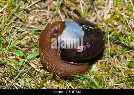 Große rote Schnecken (Arion Ater) Paarung Stockfoto