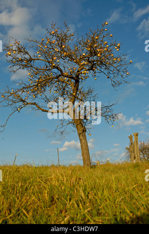 Aepfel bin Baum, Malus Domestica, Appletree, Ostalbkreis, Baden-Württemberg, Deutschland, Deutschland Stockfoto