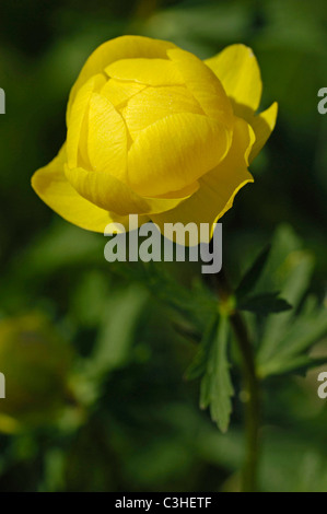 Trollblume, Trollblume Europaeus, Trollblume, Ries, Bayern, Bayern, Deutschland, Deutschland Stockfoto