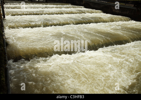 Fischtreppen in der Bonneville dam am Columbia River, vorbei an künstlichen Dämme stromaufwärts schwimmen Fische sollen Stockfoto