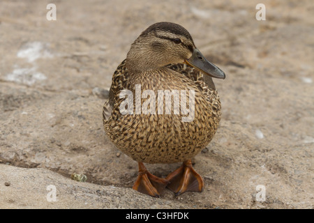 Eine weibliche Stockente auf der Straße stehen. Stockfoto