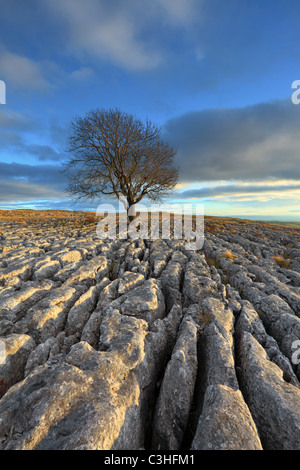Ein einsamer Weißdorn Baum wächst inmitten der Kalkstein Pflaster von Malham Lings über Malham in der Yorkshire Dales of England Stockfoto