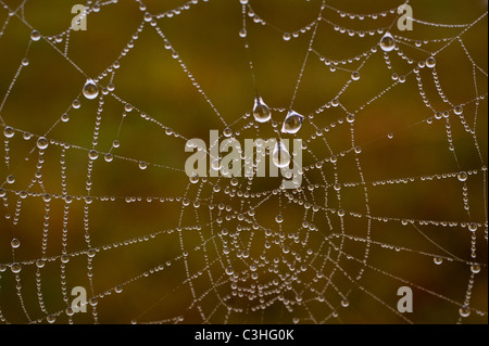 Morgens Tautropfen auf Spinnen Netz von Stacheldraht hängen Stockfoto