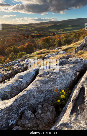 Anfang Herbst Blumen wachsen inmitten der Kalkstein Clints und Grykes über Malham Tarn in der Yorkshire Dales of England Stockfoto