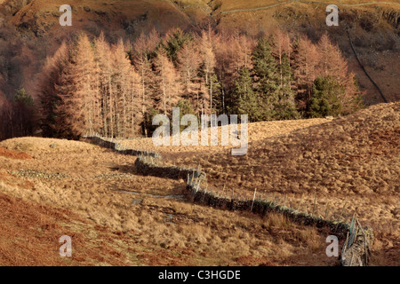 Späten Nachmittag Licht erhellt die düsteren Winter Farbtöne dieser Gruppe von Bäumen in der Nähe von Watendlath in der englischen Lake District Stockfoto