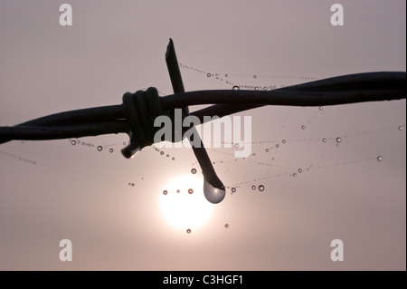 Morgens Tautropfen auf Spinnen Netz von Stacheldraht hängen Stockfoto