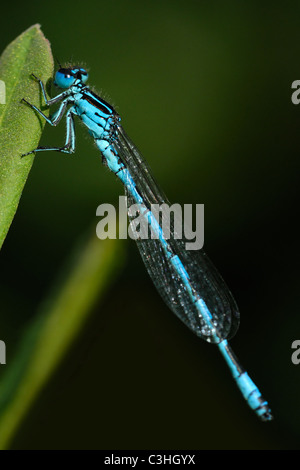 Eine südliche Damselfly ruht auf ein Blatt zu Crockford Stream im New Forest Stockfoto