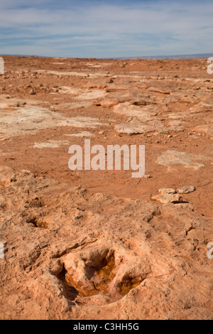 Frühen Jura Therapod Spuren, Fleischfresser Dilophosaurus Wetherilli bei Moenkopi Dinosaurier-Spuren in der Nähe von Tuba City, Arizona, USA. Stockfoto