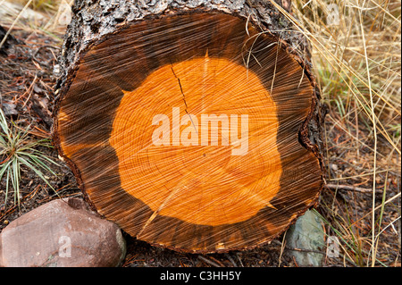 Schäden Sie an diesem Drehkiefern von Mountain Pine Beetle Iis angezeigt durch den blauen Fleck Pilz in den Splint Schichten des Baumes. Stockfoto