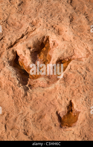 Frühen Jura Therapod Gleispaar, Dilophosaurus Wetherilli bei Moenkopi Dinosaurier-Spuren in der Nähe von Tuba City, Arizona, USA. Stockfoto