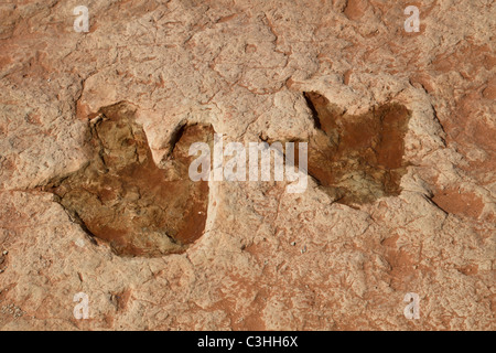 Frühen Jura Therapod Gleispaar, Dilophosaurus Wetherilli bei Moenkopi Dinosaurier-Spuren in der Nähe von Tuba City, Arizona, USA. Stockfoto