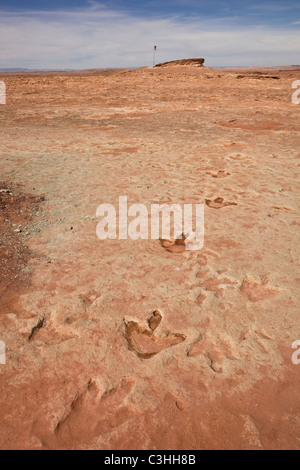 Frühen Jura Therapod Spuren, Fleischfresser Dilophosaurus Wetherilli bei Moenkopi Dinosaurier-Spuren in der Nähe von Tuba City, Arizona, USA. Stockfoto