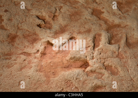 Frühen Jura Therapod Spuren, Fleischfresser Dilophosaurus Wetherilli bei Moenkopi Dinosaurier-Spuren in der Nähe von Tuba City, Arizona, USA. Stockfoto