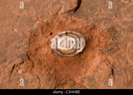 Nahaufnahme des frühen Jura Periode Dinosaurier-Ei im Moenkopi Dinosaurierspuren, Tuba City, Arizona, USA. Stockfoto