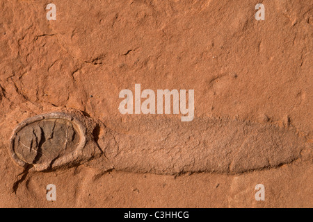 Nahaufnahme des frühen Jura Periode Dinosaurier-Ei im Moenkopi Dinosaurierspuren, Tuba City, Arizona, USA. Stockfoto