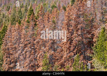 Mountain Pine Beetle getötet Bäume am MacDonald-Pass in der Nähe von Helena Montana. Stockfoto