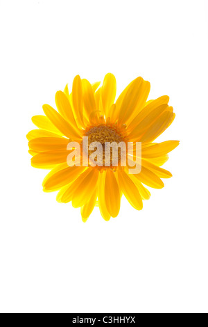 gelbe Gerber Daisy auf weiß Stockfoto