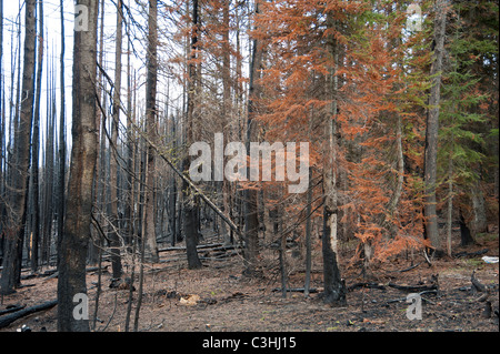 MacDonald-Passhöhe im westlichen Montana zeigt Schäden durch einen Waldbrand und Mountain Pine Beetle. Stockfoto