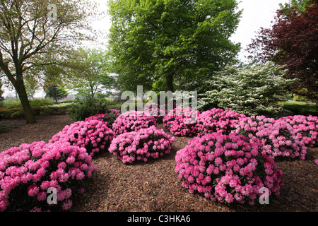 Garten in Vancouver-Ecke Stockfoto