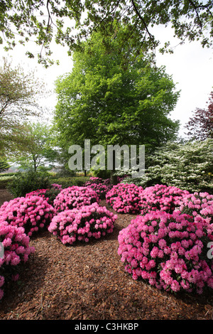 Garten in Vancouver-Ecke Stockfoto