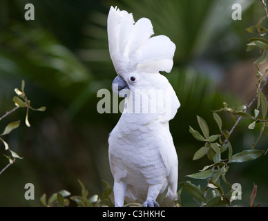 Weiße Kakadu (Cacatua Alba) mit ihren Wappen angehoben.  Die roten Augen zeigen ein Weibchen in der Pubertät. Stockfoto