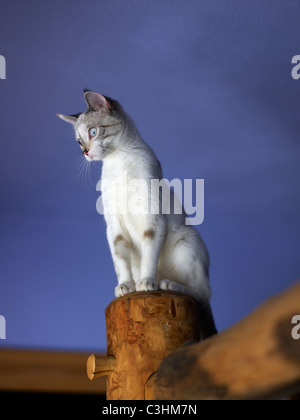 Porträt des jungen Kätzchen Stockfoto