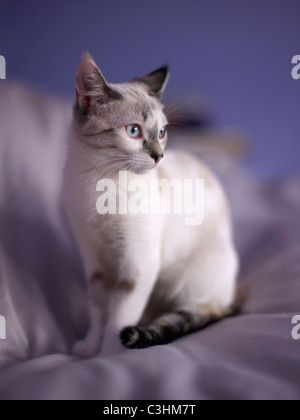 Porträt des jungen Kätzchen Stockfoto