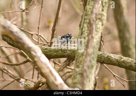 Schwarz und weiß in Magee Marsh während Frühjahrszug Stockfoto