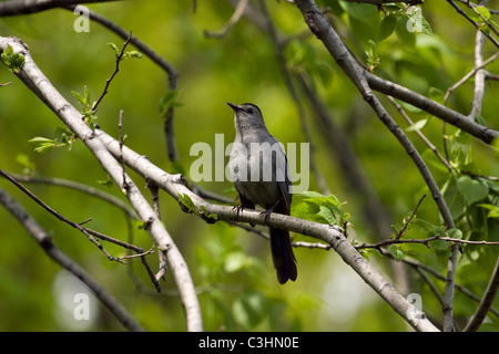 Graue Catbird auf einem Ast sitzend. Stockfoto