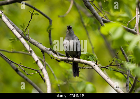 Graue Catbird singen auf einem Ast sitzend. Stockfoto