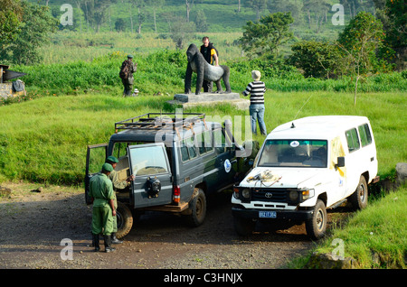 Rund 250 stark bedrohten östlichen Flachlandgorillas sind auf der Erde zurückgelassen. Chimanuka und seine 36 Familienmitglieder leben in Kahuzi Biega Stockfoto