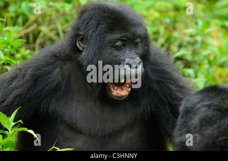 Rund 250 stark bedrohten östlichen Flachlandgorillas sind auf der Erde zurückgelassen. Chimanuka und seine 36 Familienmitglieder leben in Kahuzi Biega Stockfoto