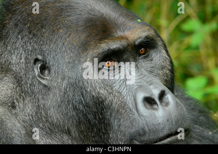 Rund 250 stark bedrohten östlichen Flachlandgorillas sind auf der Erde zurückgelassen. Chimanuka und seine 36 Familienmitglieder leben in Kahuzi Biega Stockfoto