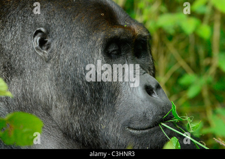 Rund 250 stark bedrohten östlichen Flachlandgorillas sind auf der Erde zurückgelassen. Chimanuka und seine 36 Familienmitglieder leben in Kahuzi Biega Stockfoto