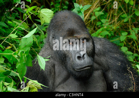 Gorilla trekking am Buhimo im Virunga Nationalpark, demokratische Republik Kongo. Silberrücken ist dran, mit seiner Familie Stockfoto