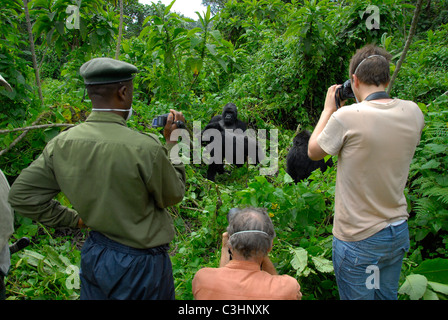 Gorillas im Buhimo im Virunga Nationalpark, demokratische Republik Kongo zu fotografieren. Silberrücken dran, mit seiner Familie Stockfoto