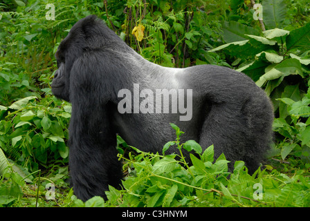 Gorilla trekking am Buhimo im Virunga Nationalpark, demokratische Republik Kongo. Silberrücken ist dran, mit seiner Familie Stockfoto