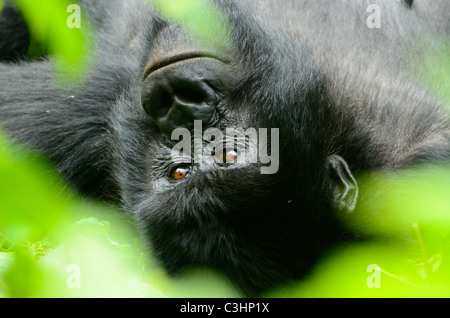 Gorilla trekking am Buhimo im Virunga Nationalpark, demokratische Republik Kongo. Entspannung am Rücken zwischen den grünen Blättern Stockfoto