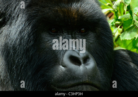 Gorilla trekking am Buhimo im Virunga Nationalpark, demokratische Republik Kongo. Silberrücken ist dran, mit seiner Familie Stockfoto