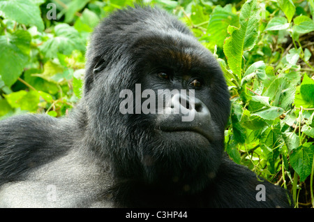 Gorilla trekking am Buhimo im Virunga Nationalpark, demokratische Republik Kongo. Silberrücken ist dran, mit seiner Familie Stockfoto