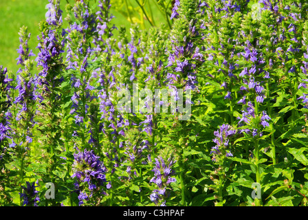 Guensel - Blue Bugle 02 Stockfoto