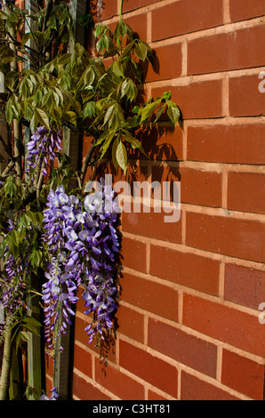 Wisteria Sinensis wächst gegen eine Mauer Stockfoto