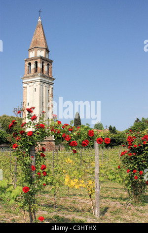 Weinberg und Campanile von Mazzorbo Insel Burano, Venedig, Italien Stockfoto