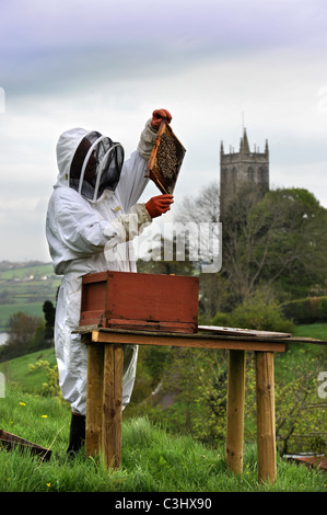 Ein Imker kümmert sich um seine Schar in Somerset Dorf Blagdon Großbritannien Stockfoto