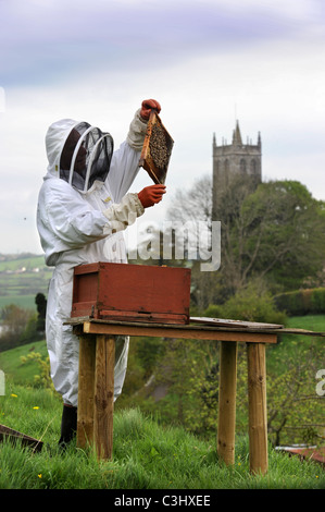 Ein Imker kümmert sich um seine Schar in Somerset Dorf Blagdon Großbritannien Stockfoto