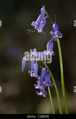 Hasengloeckchen, Scilla non-Scripta, Endymion Nonscriptus, gemeinsame Bluebell Stockfoto