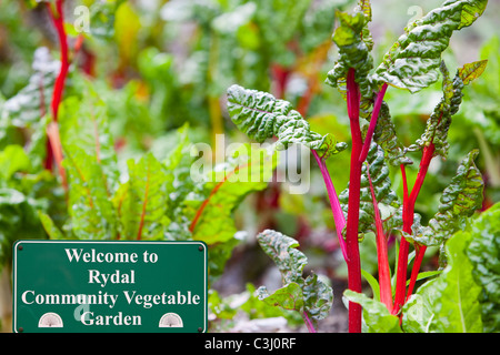 Mangold wächst in Rydal Halle Gemeinschaft Gemüsegarten auf dem Gelände des Rydal Hall in der Nähe von Ambleside, Lake District, Großbritannien. Stockfoto