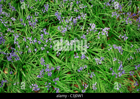 Hasengloeckchen, Scilla non-Scripta, Endymion Nonscriptus, gemeinsame Bluebell Stockfoto