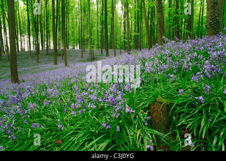 Hasengloeckchen, Scilla non-Scripta, Endymion Nonscriptus, gemeinsame Bluebell Stockfoto